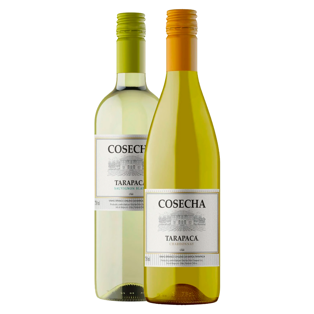Duo Brancos Tarapacá Cosecha